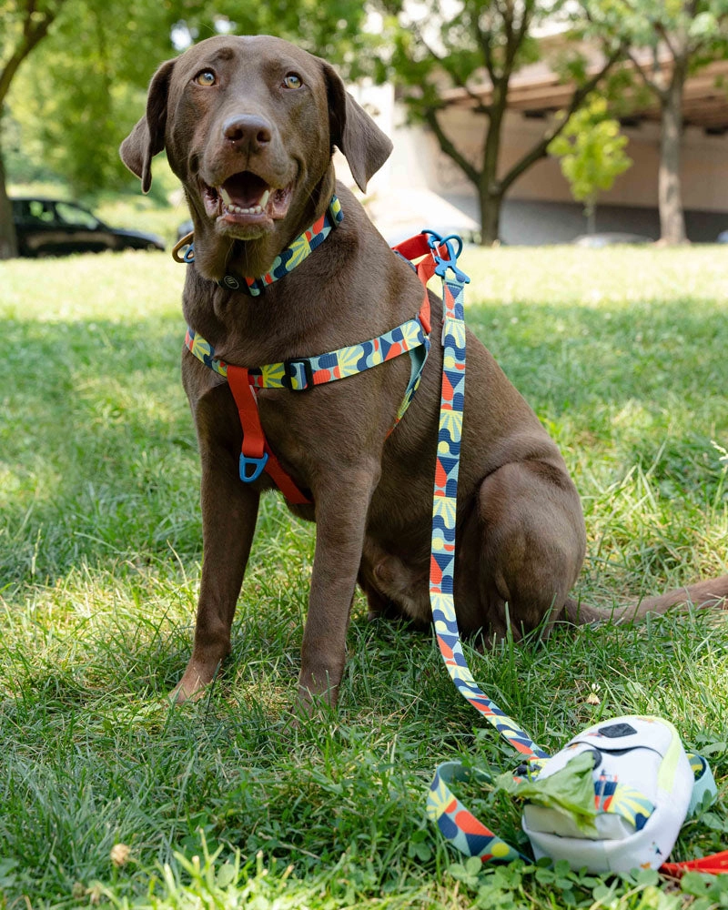 Woven Dog Leash